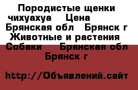 Породистые щенки чихуахуа  › Цена ­ 8 000 - Брянская обл., Брянск г. Животные и растения » Собаки   . Брянская обл.,Брянск г.